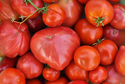 Tomates